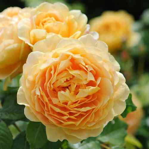 David Austin-ruusu 'Golden Celebration®' (Ausgold)