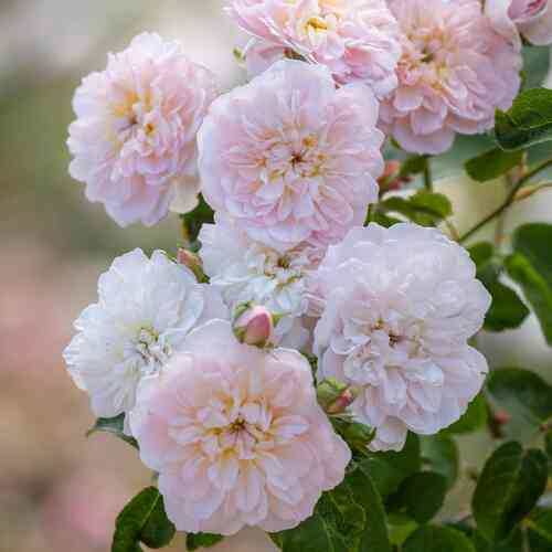 David Austin-ruusu 'Elisabeth' (Ausmajesty)