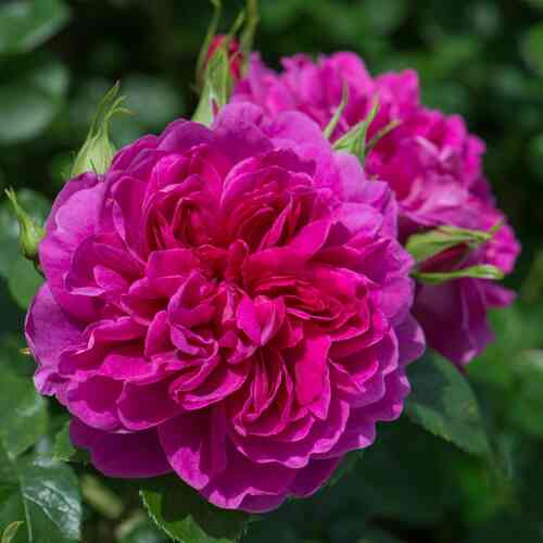 David Austin-ruusu 'Princess Anne' (Auskitchen)