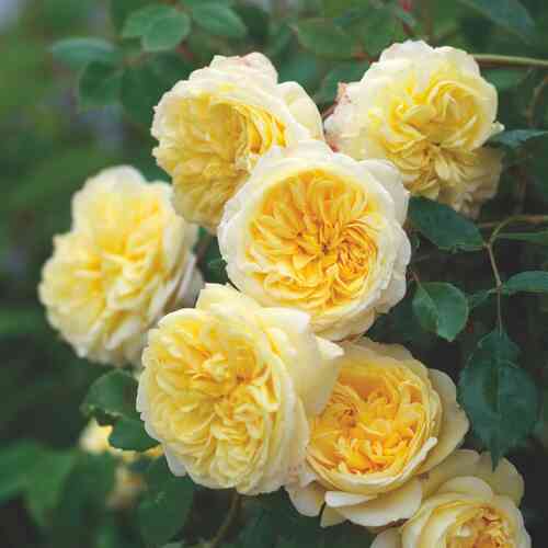 David Austin-ruusu 'The Pilgrim®' (Auswalker)