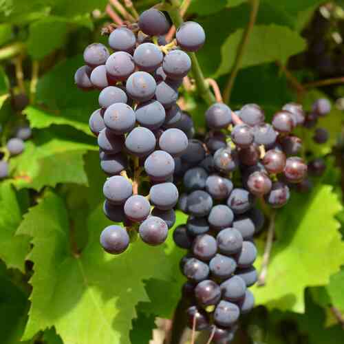 Tarhaojukkaviini 'Beta'