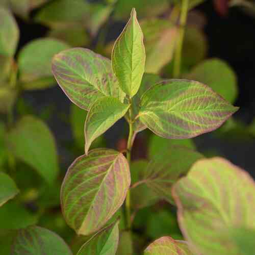 Silkkikanukka 'Cayenne'