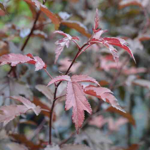 Purppuraomenapuu 'Musta Rudolf' 150-250 cm