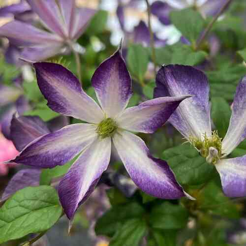 Viticella-Klematis 'Glorious® Cloud'