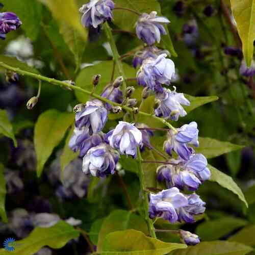 Japanskt blåregn 'Black Dragon'