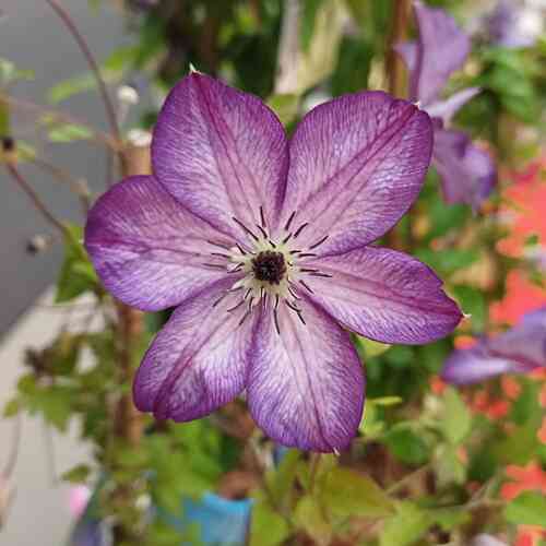 Viticella-Klematis 'Venosa Violacea'