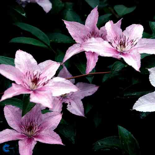 Praktklematis 'Hagley Hybrid'