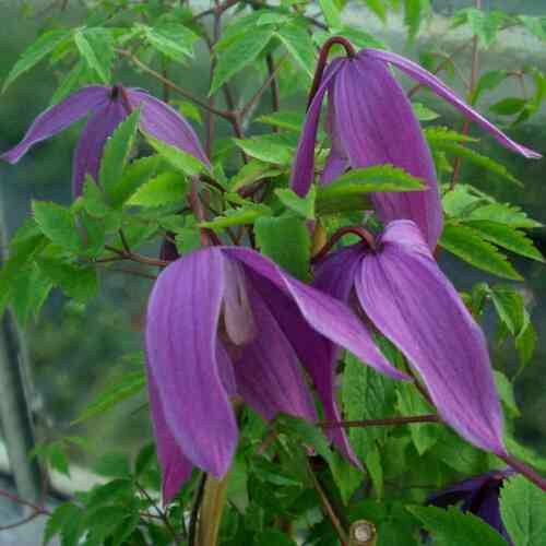 Atragene-Klematis 'Tage Lundell'