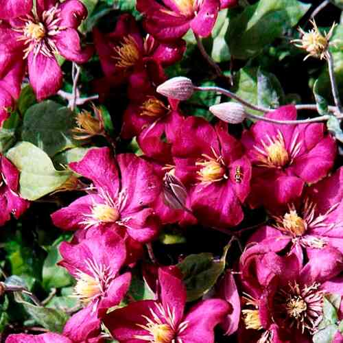 Praktklematis 'Ville de Lyon'