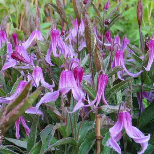 Integrifolia-klematis 'Hanajima'