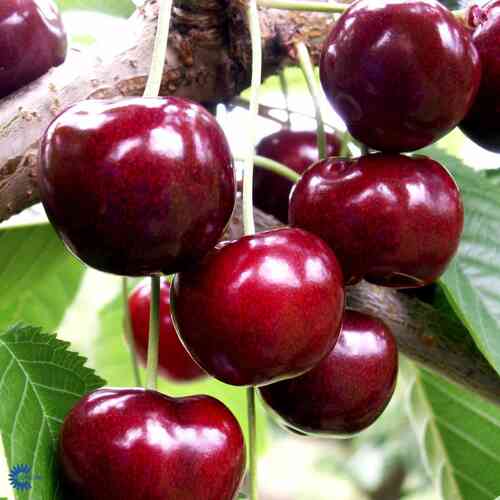 Pilarimakeakirsikka 'Sylvia'