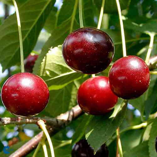 Morellikirsikka 'Fanal'
