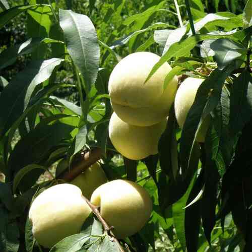 Persika 'Ice Peach'