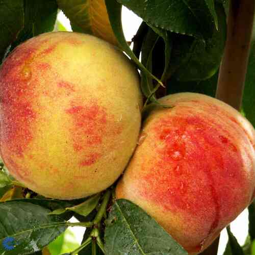 Persika 'Yellow Peach'