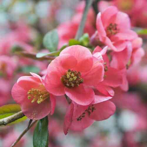 Hybridrosenkvitten 'Pink Lady'