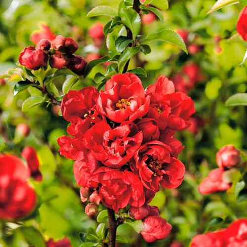 Hybridrosenkvitten 'Red Joy'