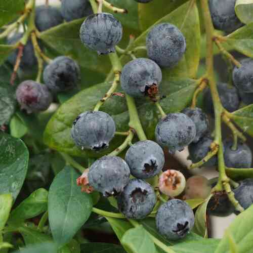 Pensasmustikka Brazelberry® 'Berry Bonanza' 20-25 cm