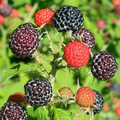 Hallon  'Black Jewel' 30-40 cm