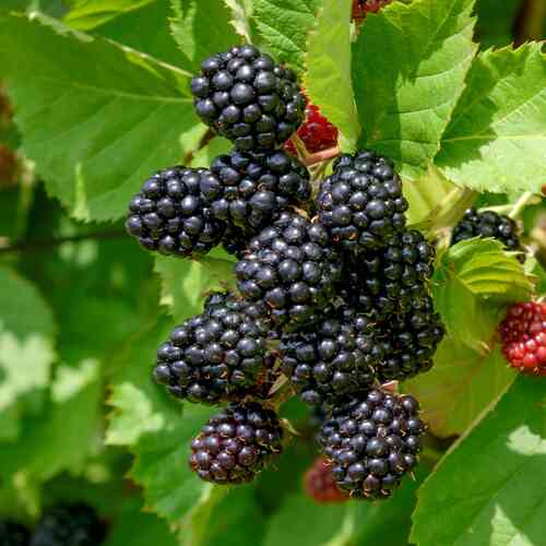 Björnbär 'Black Satin'