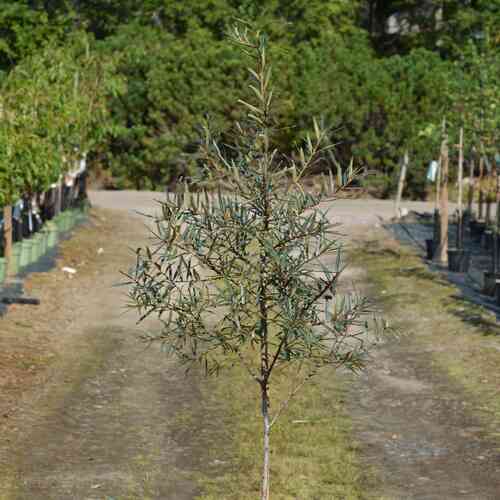 Havtorn 'Tarmo' FinE med stam, hanplanta