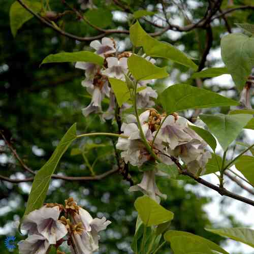 Huopakeisaripuu 40-60 cm