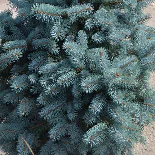 Okakuusi/sinikuusi 'Oldenburg'® 30-40 cm