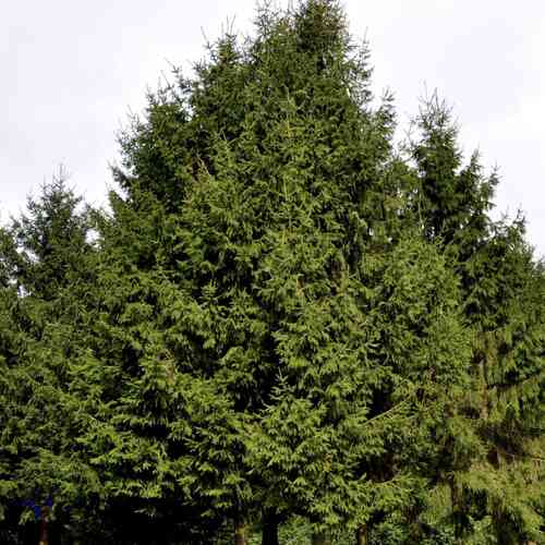 Metsäkuusi 40-60 cm