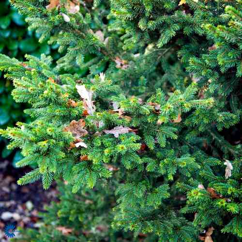 Kääpiökuusi 'Will's Zwerg' 30-40 cm