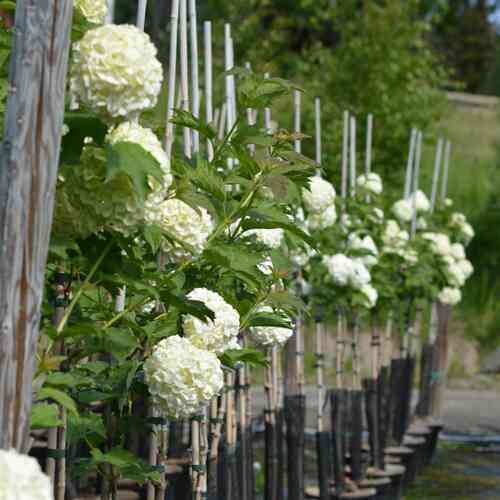 Lumipalloheisi 'Pohjan Neito' FinE, rungollinen