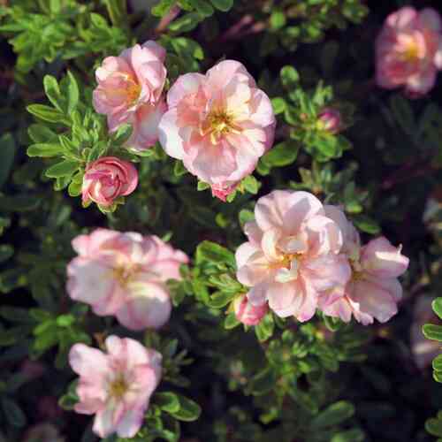 Tarhapensashanhikki 'Double Punch® Pastel'