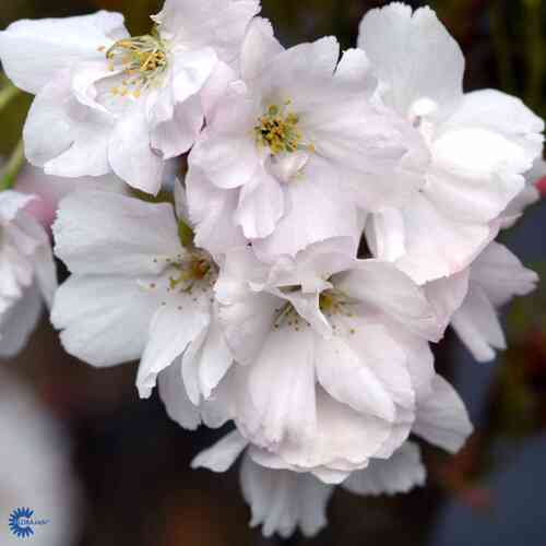 Tiibetinkirsikka 'Amanogawa' 60-80 cm