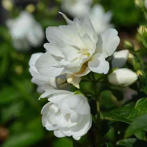 Jasmike 'Little White Love®'