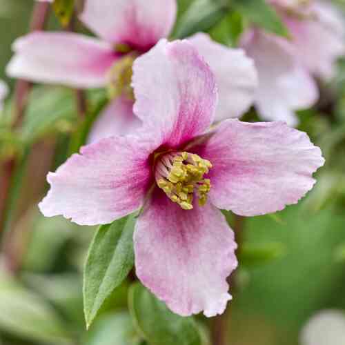 Kameliajasmike 'Petit Perfume Pink'