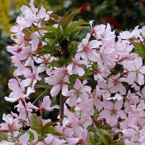 Kuriilienleimukirsikka 'Ruby' 40-60 cm