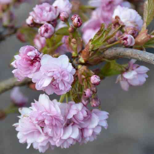 Japaninkirsikka 'Kiku-shidare-zakura' 80-100 cm