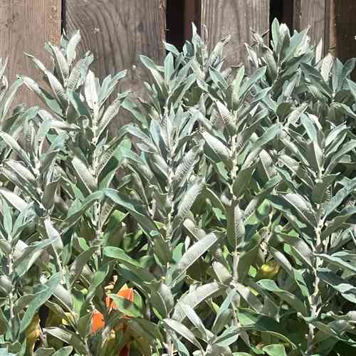 Vanupaju 'Iceberg Alley'®