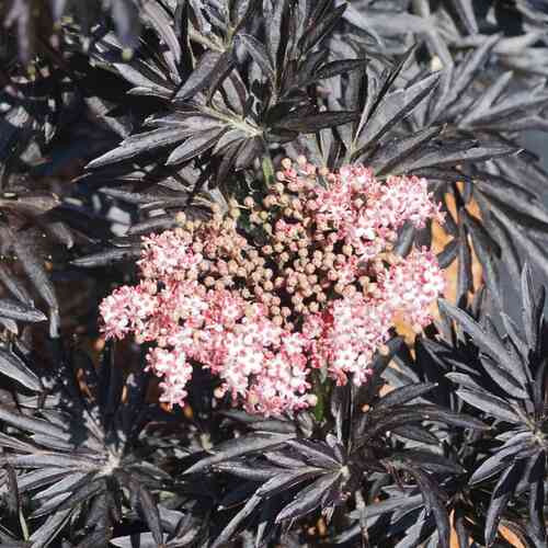 Sulkamustaselja 'Laced Up' XL 80-100 cm