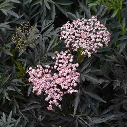 Mustaselja 'Cherry Lace'