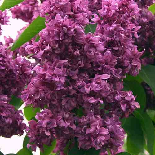 Jalosyreeni 'Mrs.Edward Harding' 40-60 cm