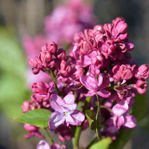 Jalosyreeni 'Prince Wolkonsky'