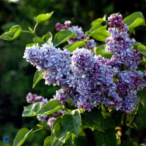 Jalosyreeni 'Carpe Diem'®