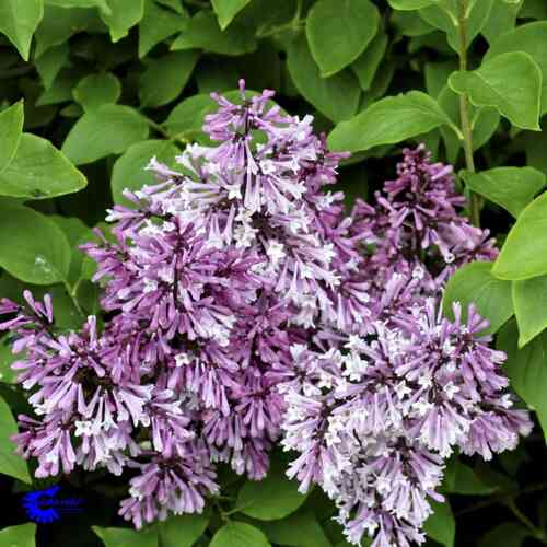 Isosamettisyreeni 'Miss Kim'