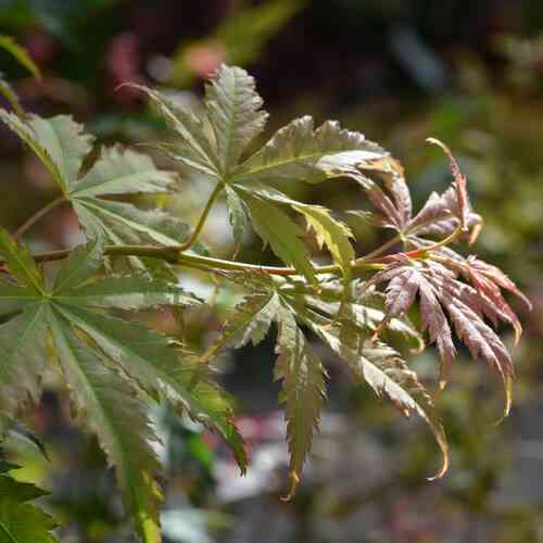 Koreanvaahtera North Wind®