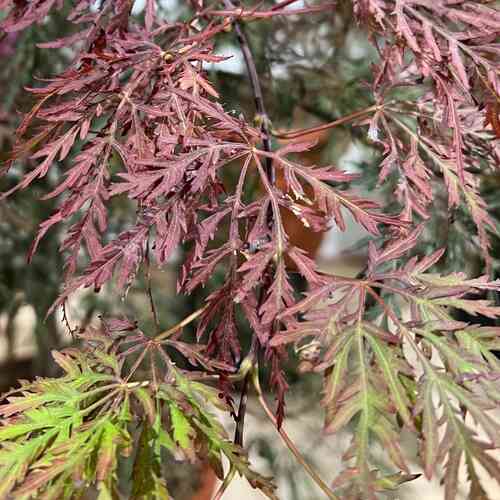 Sulkajapaninvaahtera 'Inaba Shidare'