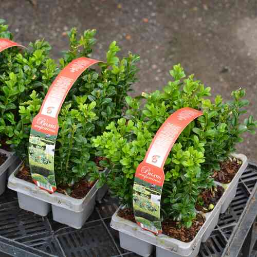 Buxbom häckplanta -bluggbrätte 6 st