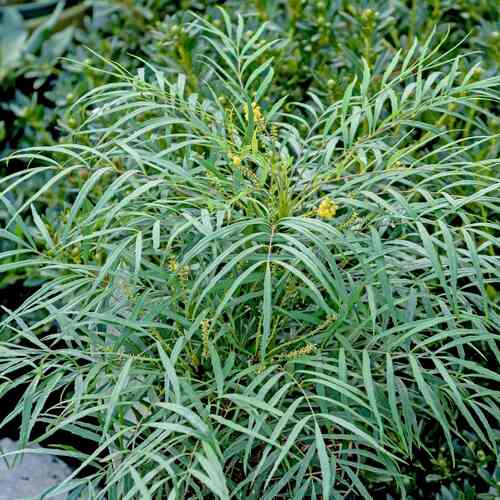 Bräkenmahonia 'Soft Caress'® 25-30 cm