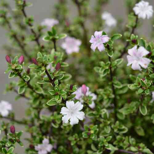 Serissa 'Pink Mystic'