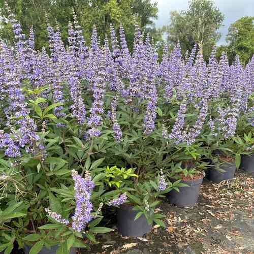 Kyskhetsträd 'Latifolia'