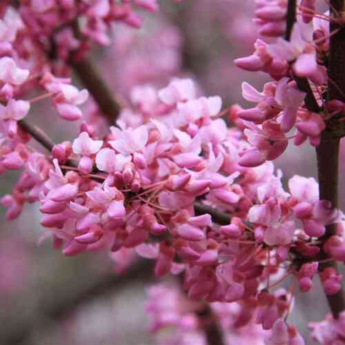 Amerikanskt judasträd 40-60 cm