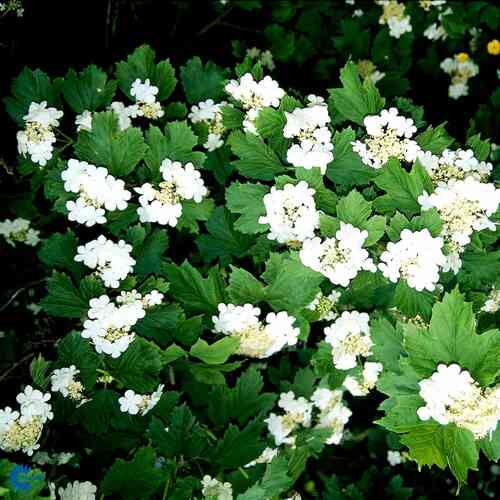 Dvärgolvon 'Compactum'